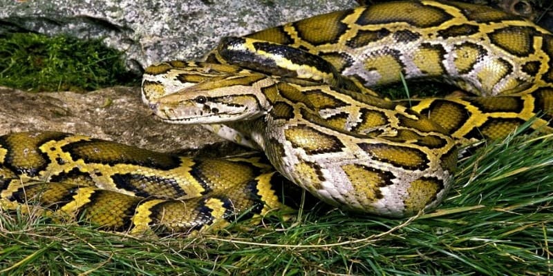 Giải đáp câu hỏi mơ thấy trăn đánh số mấy được các chuyên gia phân tích